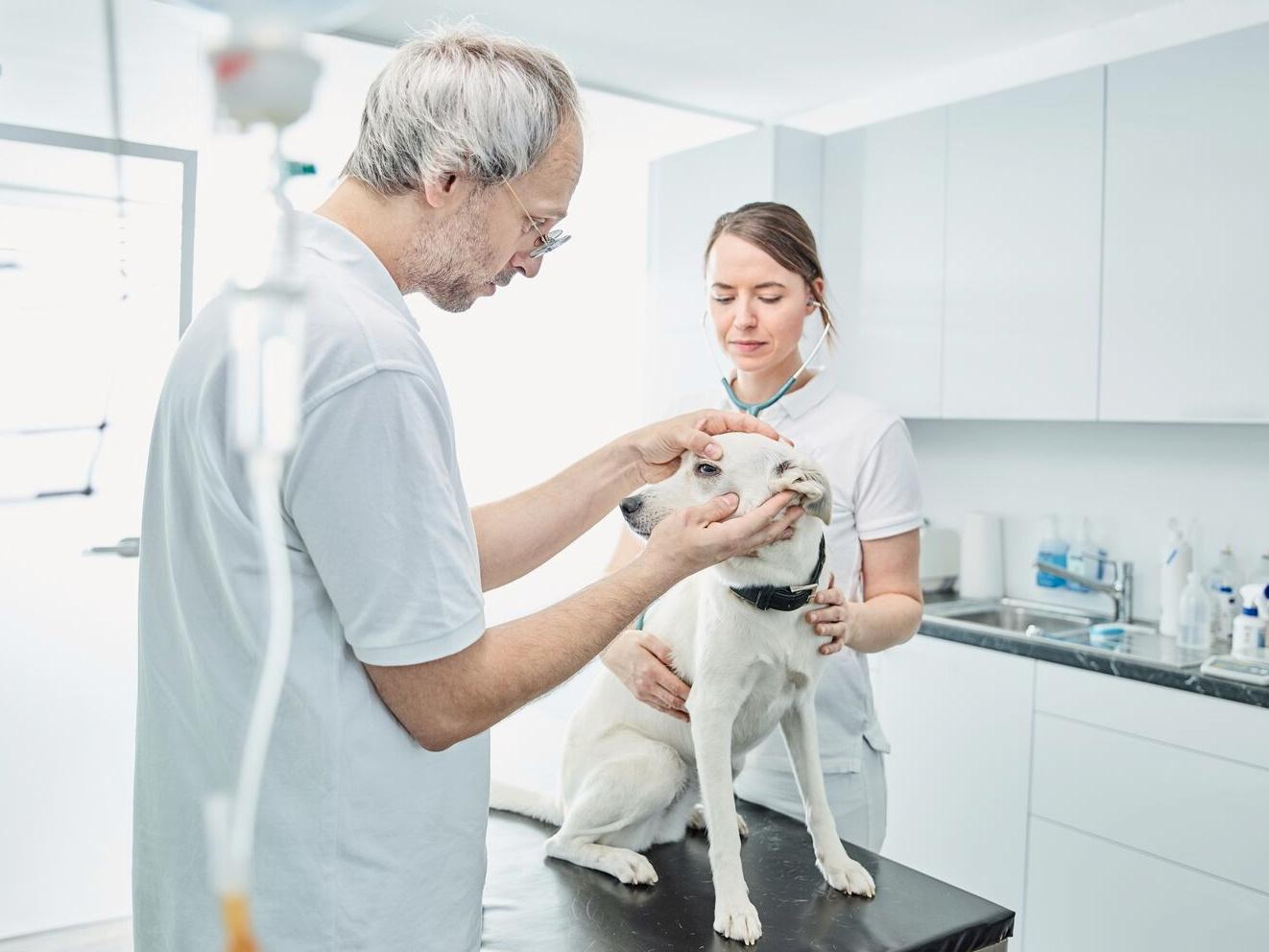 A male veterinarian attends to a canine patient with the help of his veterinary assistant