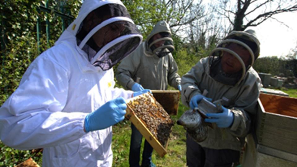 Beekeeping at Swords Ireland facility 