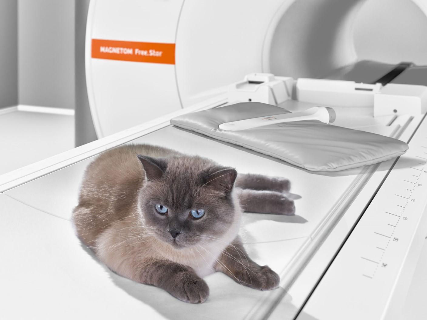 Veterinary medicine - MR