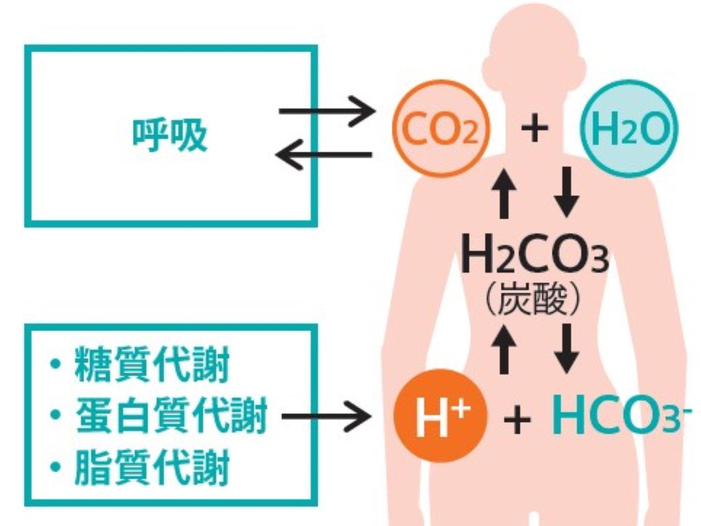 血液ガス分析かわら版⑥酸塩基とは