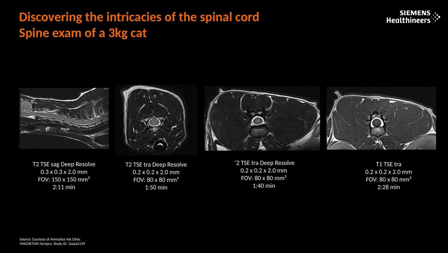 Discovering the intricacies of the spinal cord. Spine exam of a 3kg cat.
