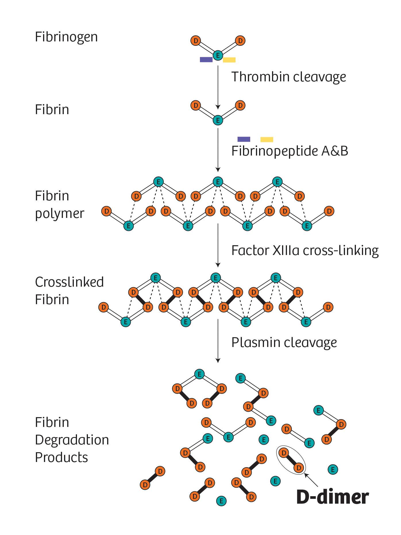 Generation of D-dimer from cross-linked fibrin