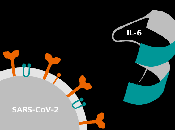 SARS-CoV-2-and-IL-6-illustration