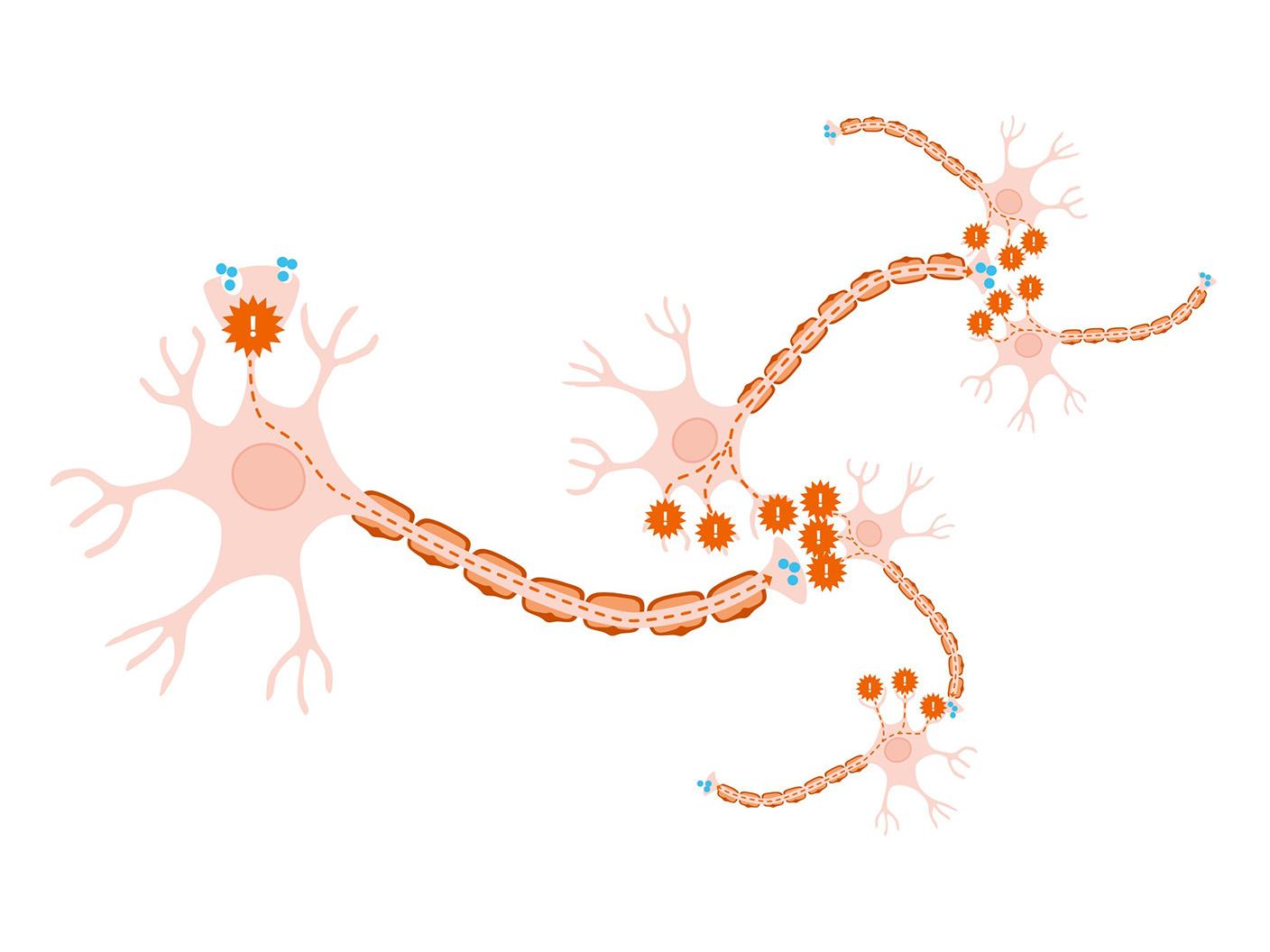 Illustration of interconnected neurons showing synaptic signaling and neural pathways.
