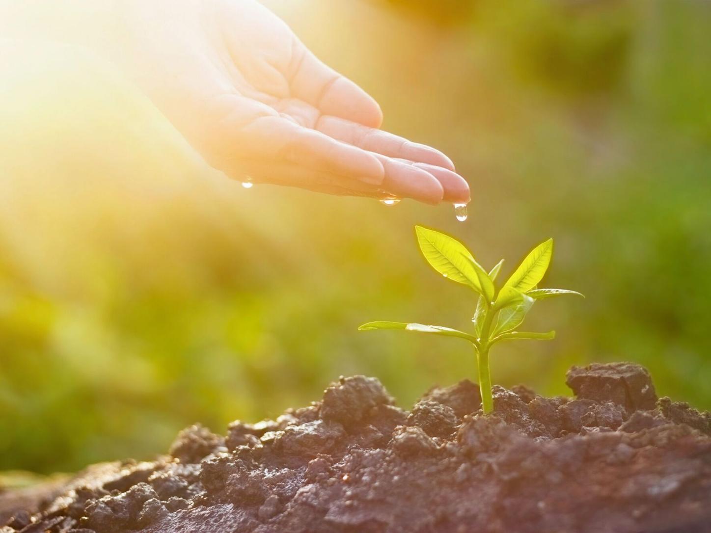 Hand reaching out to a small plant