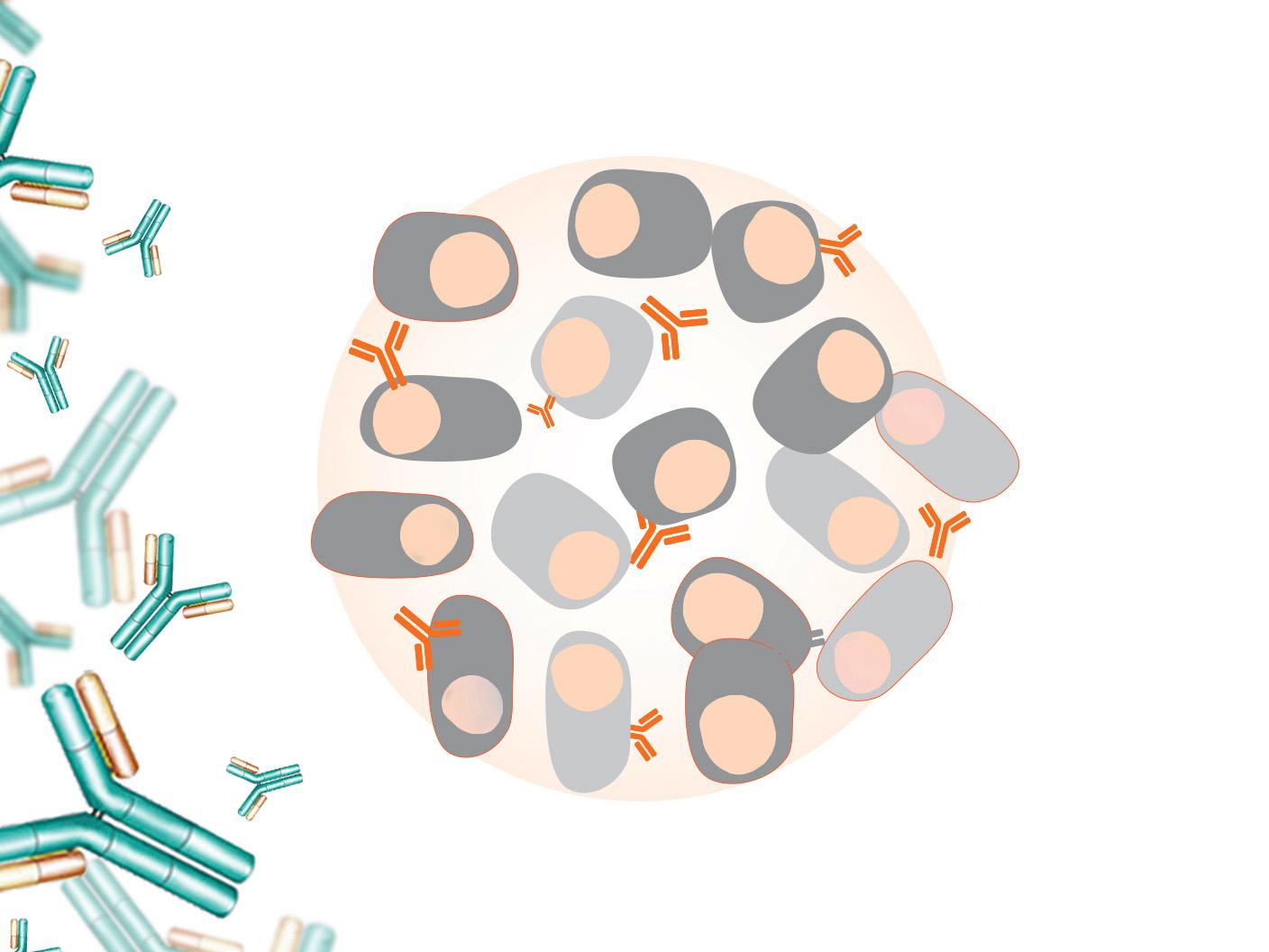 N Latex FLC kappa and lambda Assays