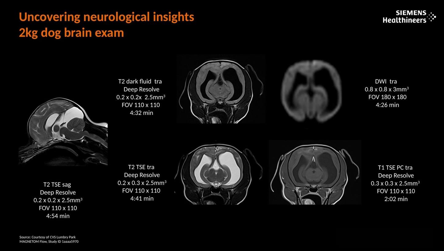 Uncovering neurological insights. 2kg dog brain exam.