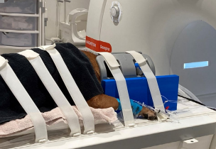 Vet brain imaging