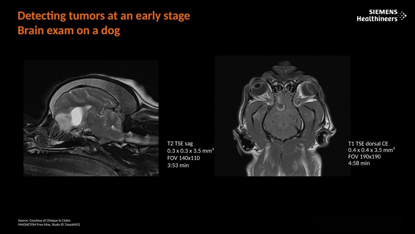 Detecting tumors at an early stage. Brain exam on a dog.