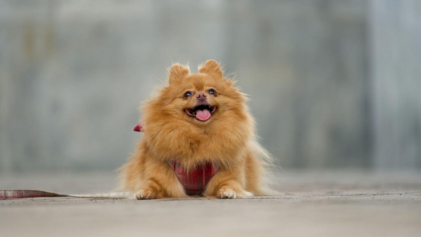 ペットと楽しく暮らす