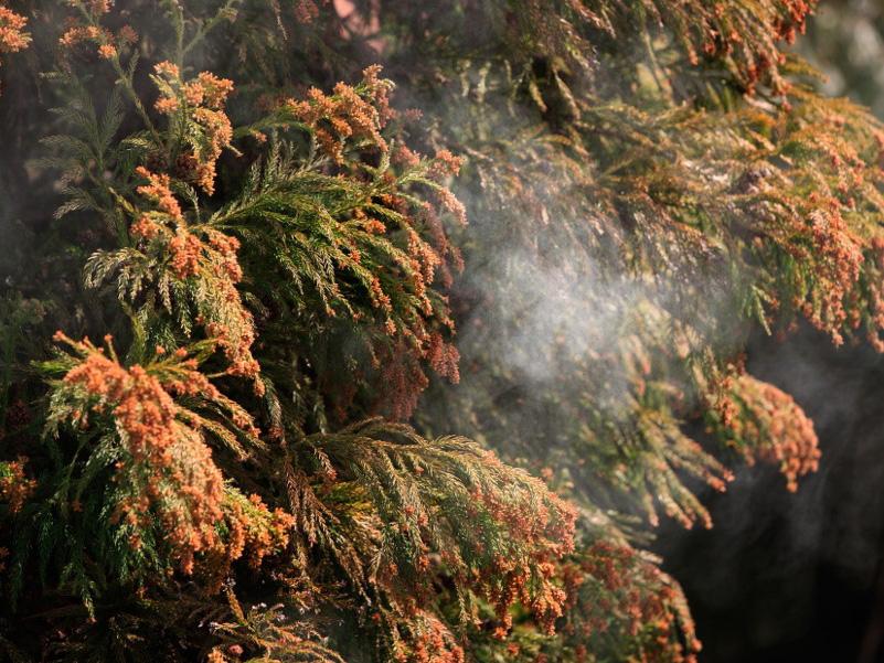 代表的な春の花粉植物（樹木）スギ