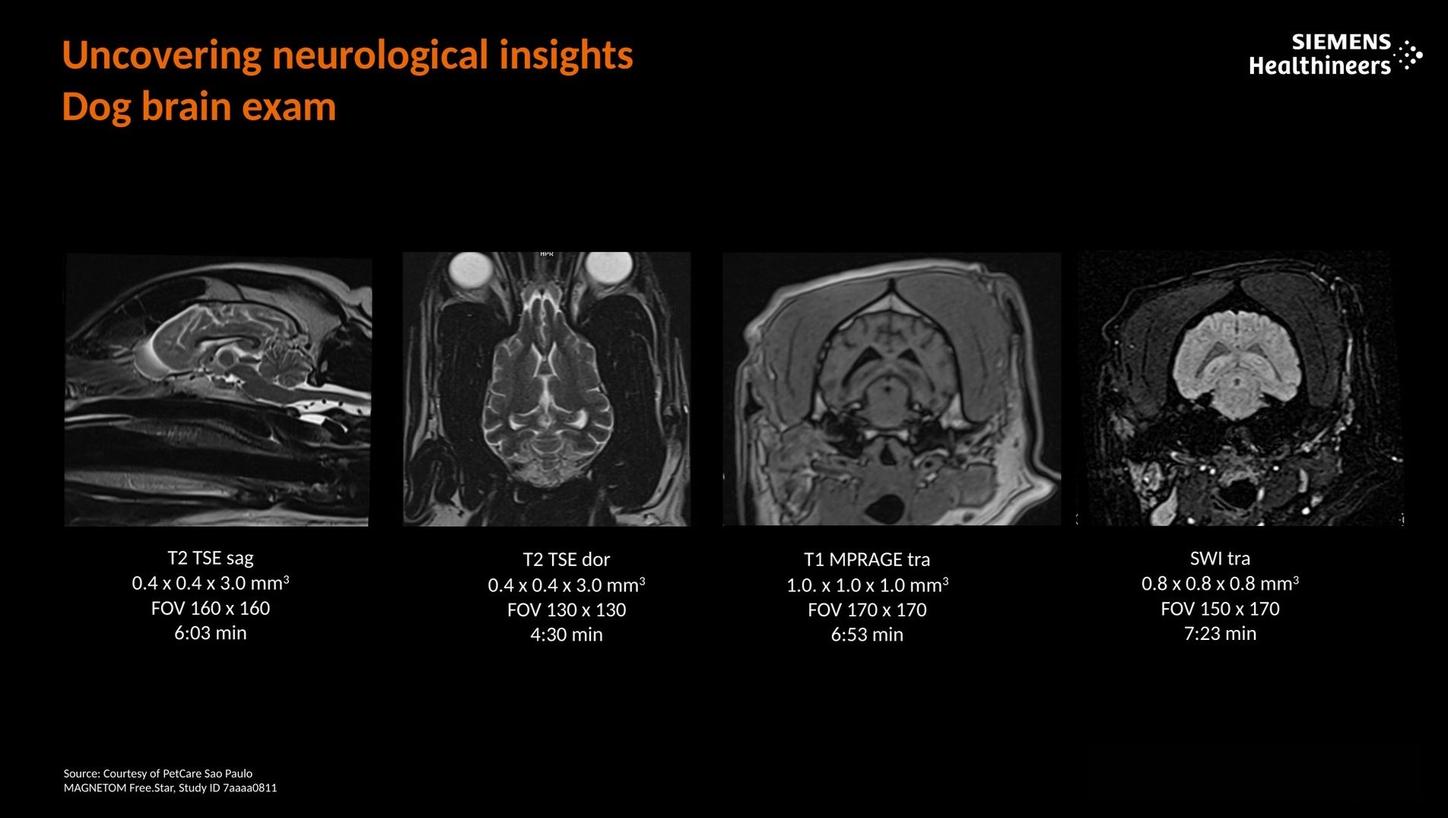 Uncovering neurological insights. Dog brain exam.