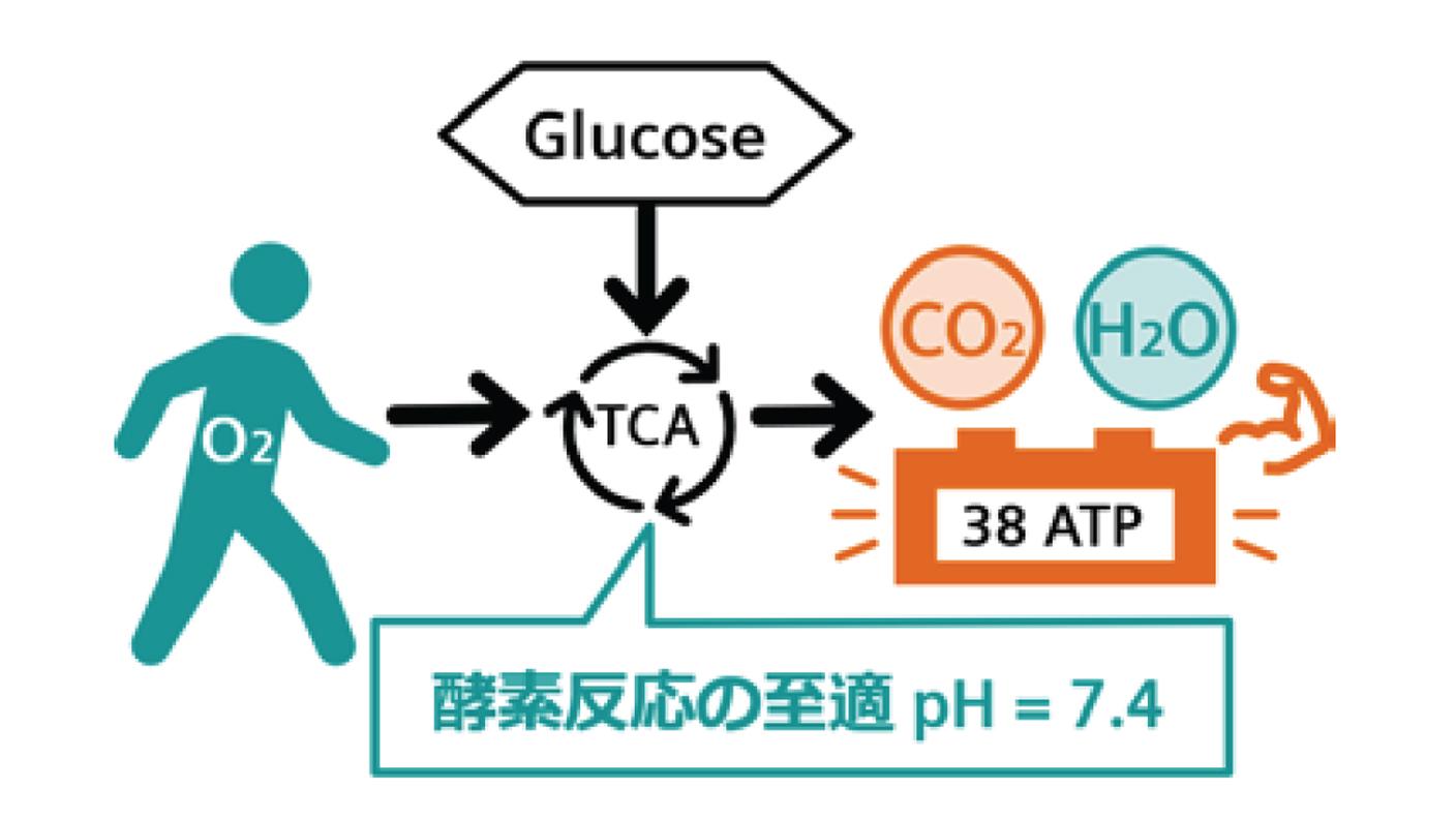 血液ガス分析かわら版⑥なぜPh
