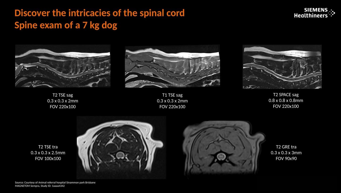 Discover the intricacies of the spinal cord. Spine exam of a 7kg dog.