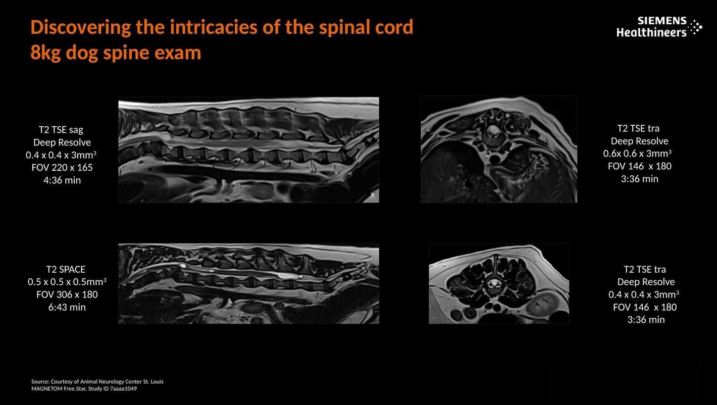 Discovering the intricacies of the spinal cord. 8kg dog spine exam.