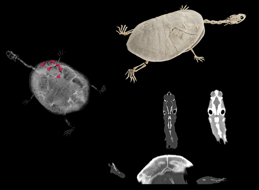 Veterinary Solutions