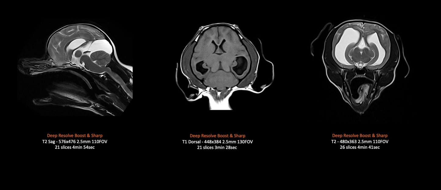 MAGNETOM Flow – 2kg Dog Brain (Contour Small)