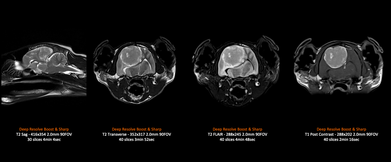 MAGNETOM Sempra – 3kg Cat Brain (8Ch Small Flex)