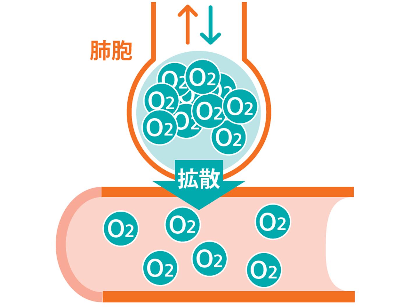 血液ガス分析かわら版⑤PaO2とは