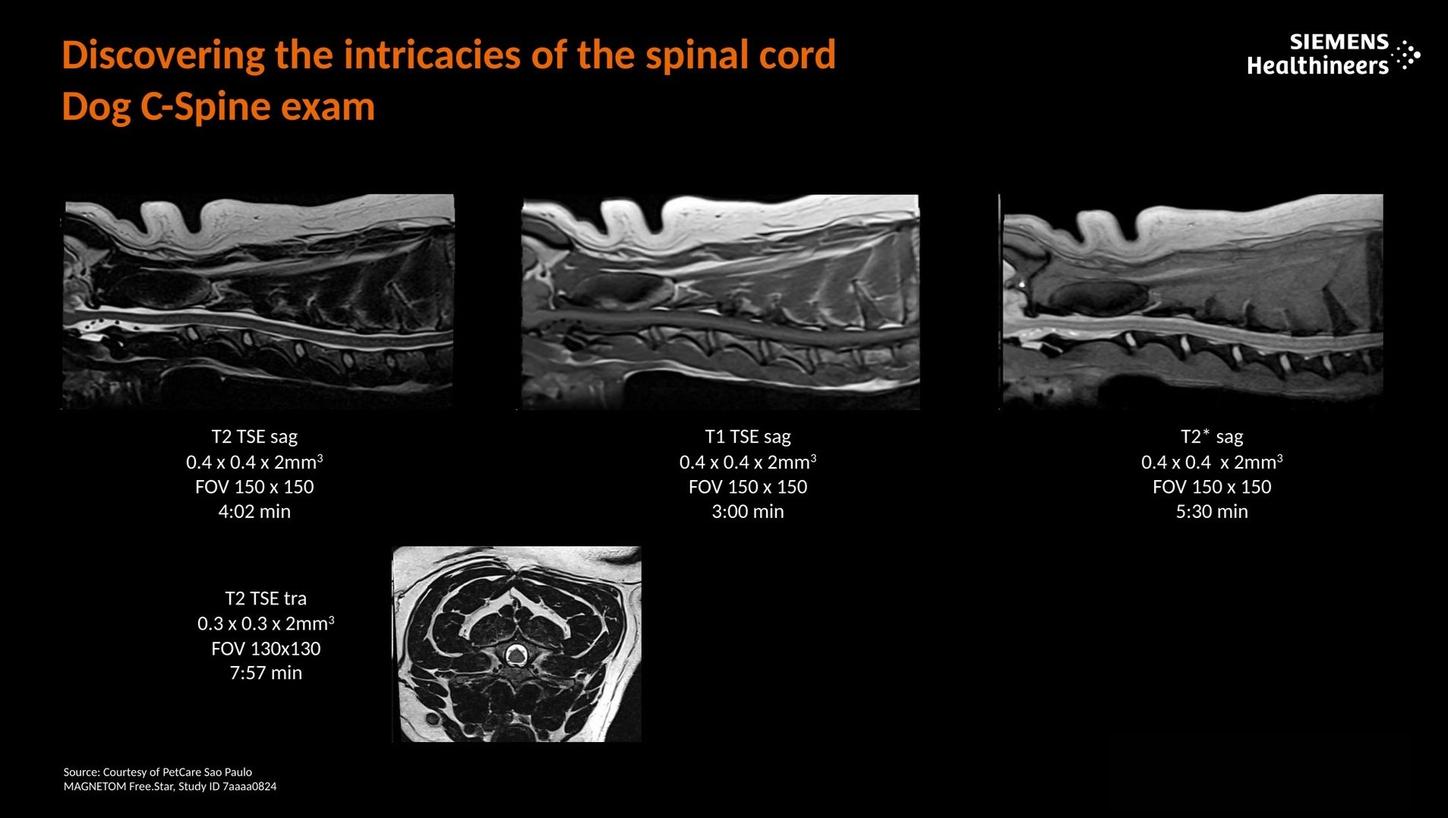 Discovering the intricacies of the spinal cord. Dog C-Spine exam.
