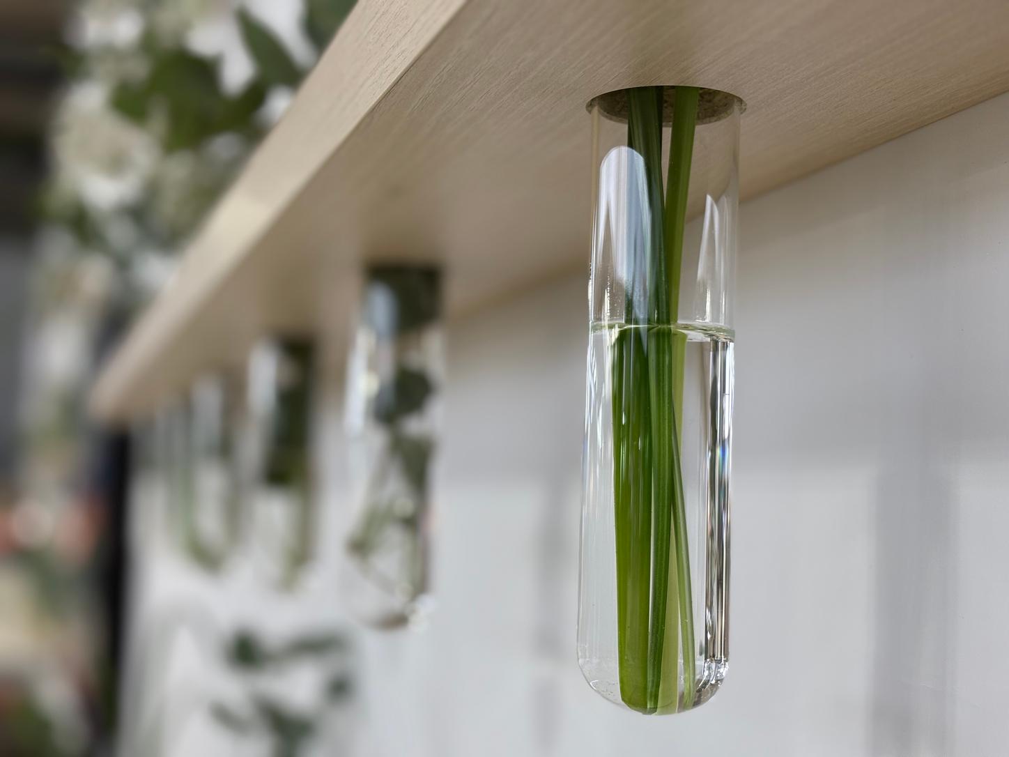 Plant in test tube