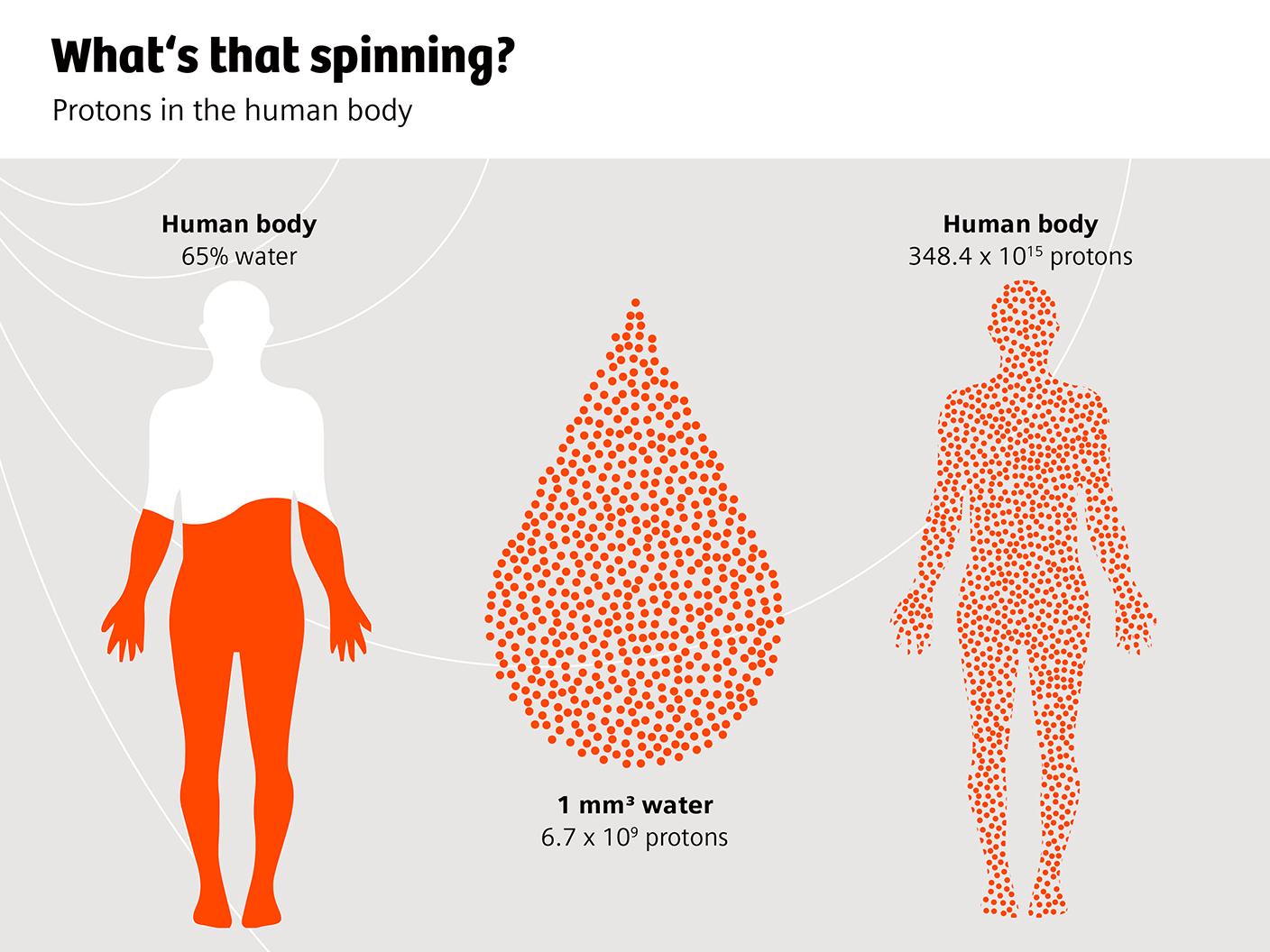 When you place a person in the extremely strong magnetic field of an MRI machine, hydrogen nuclei with their mini magnetic fields align with the MRI´s magnetic fields and spin in step.