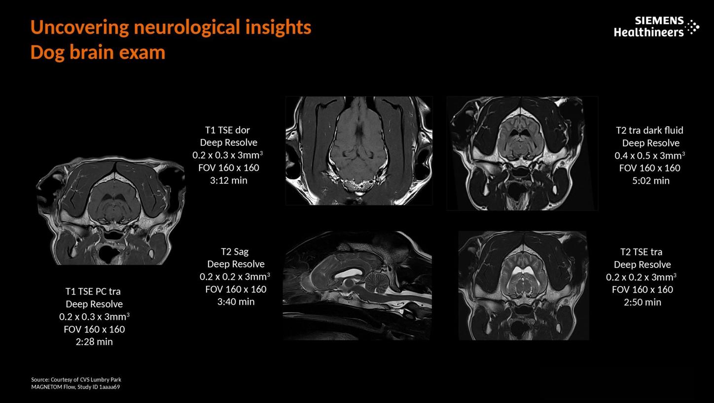 Uncovering neurological insights. Dog brain exam.