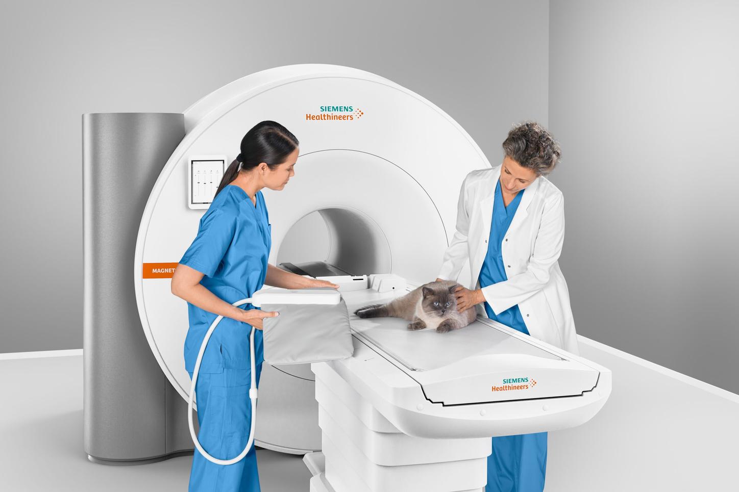 MRI Veterinary Cat with coil
