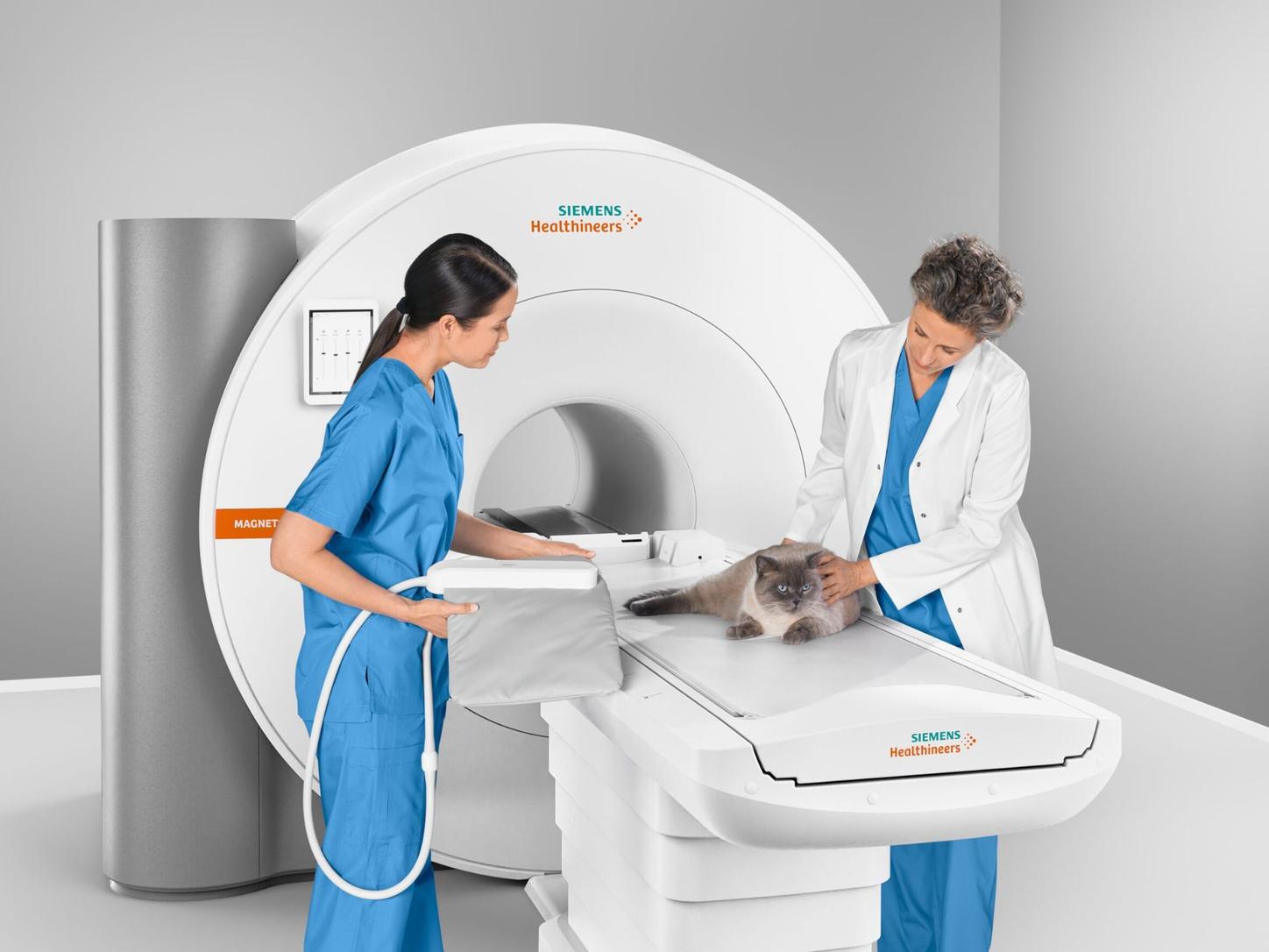 MRI Veterinary Cat with coil