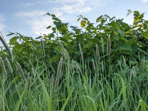 オオアワガエリ