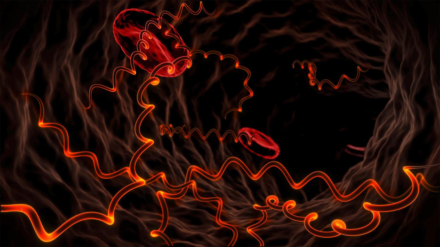  Syphilis Assay Increased testing and treatment for syphilis is essential to global elimination efforts