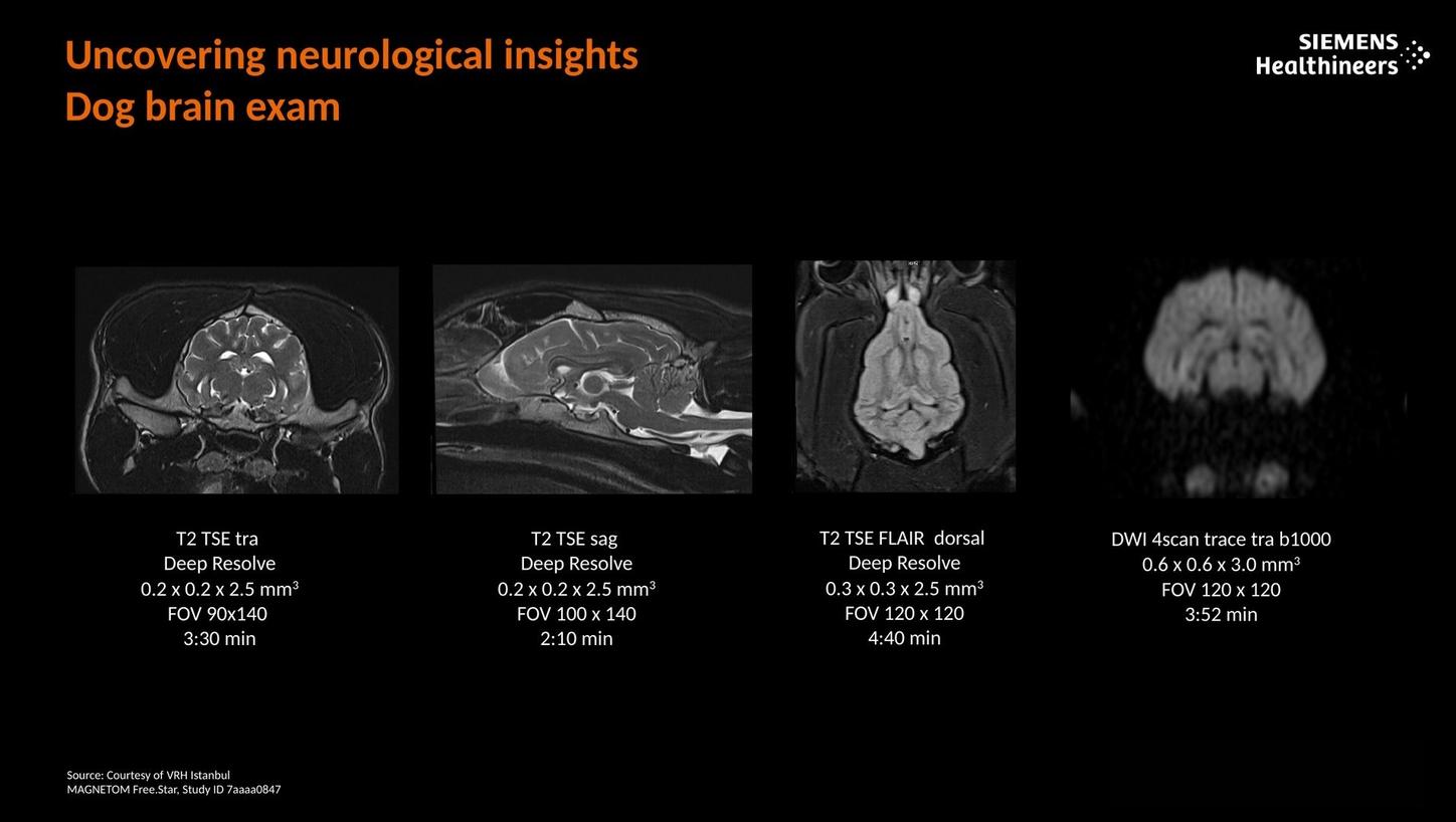 Uncovering neurological insights. Dog brain exam.