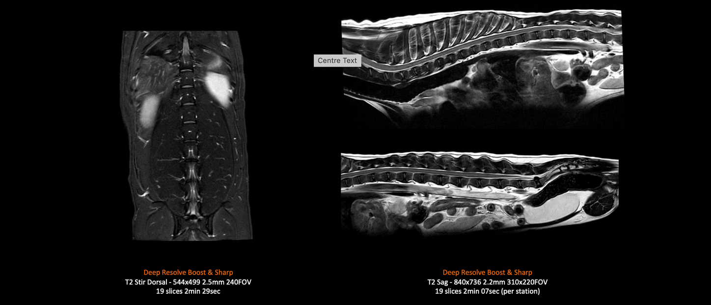 MAGNETOM Flow – 9kg Dog Spine (Spine Coil)