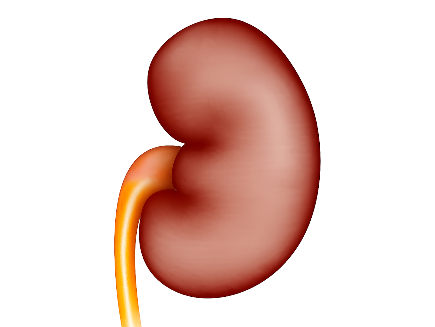 Chronic Kidney Disease Continuum and Markers