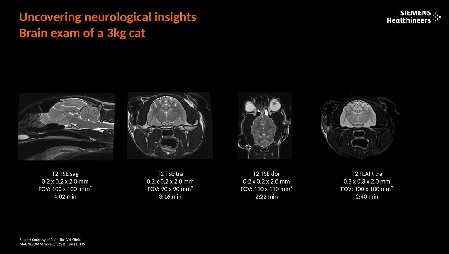 Uncovering neurological insights. Brain exam of a 3kg cat.