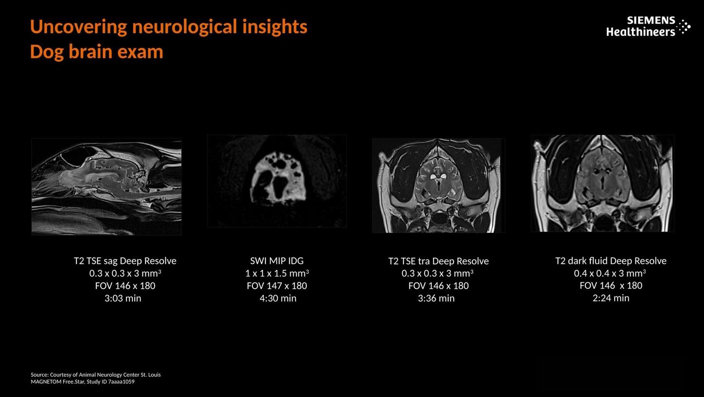 Uncovering neurological insights. Dog brain exam.