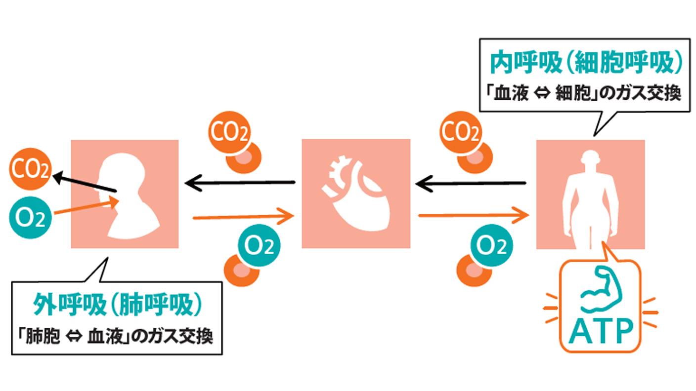 血液ガス分析かわら版第5号「呼吸の評価について」 - Siemens