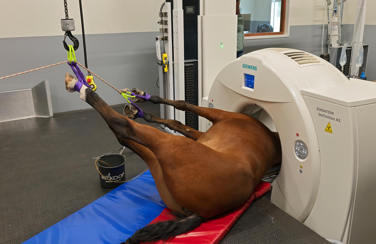 De scanner wordt ingezet voor zowel staande als liggende paarden. Door het ontwerp is er alle ruimte om te bewegen met een paard van 600 kilo, wat de workflow aanzienlijk versnelt