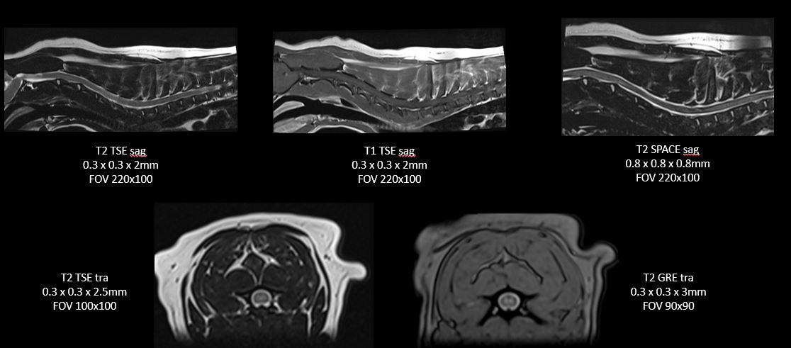 mr dog spine