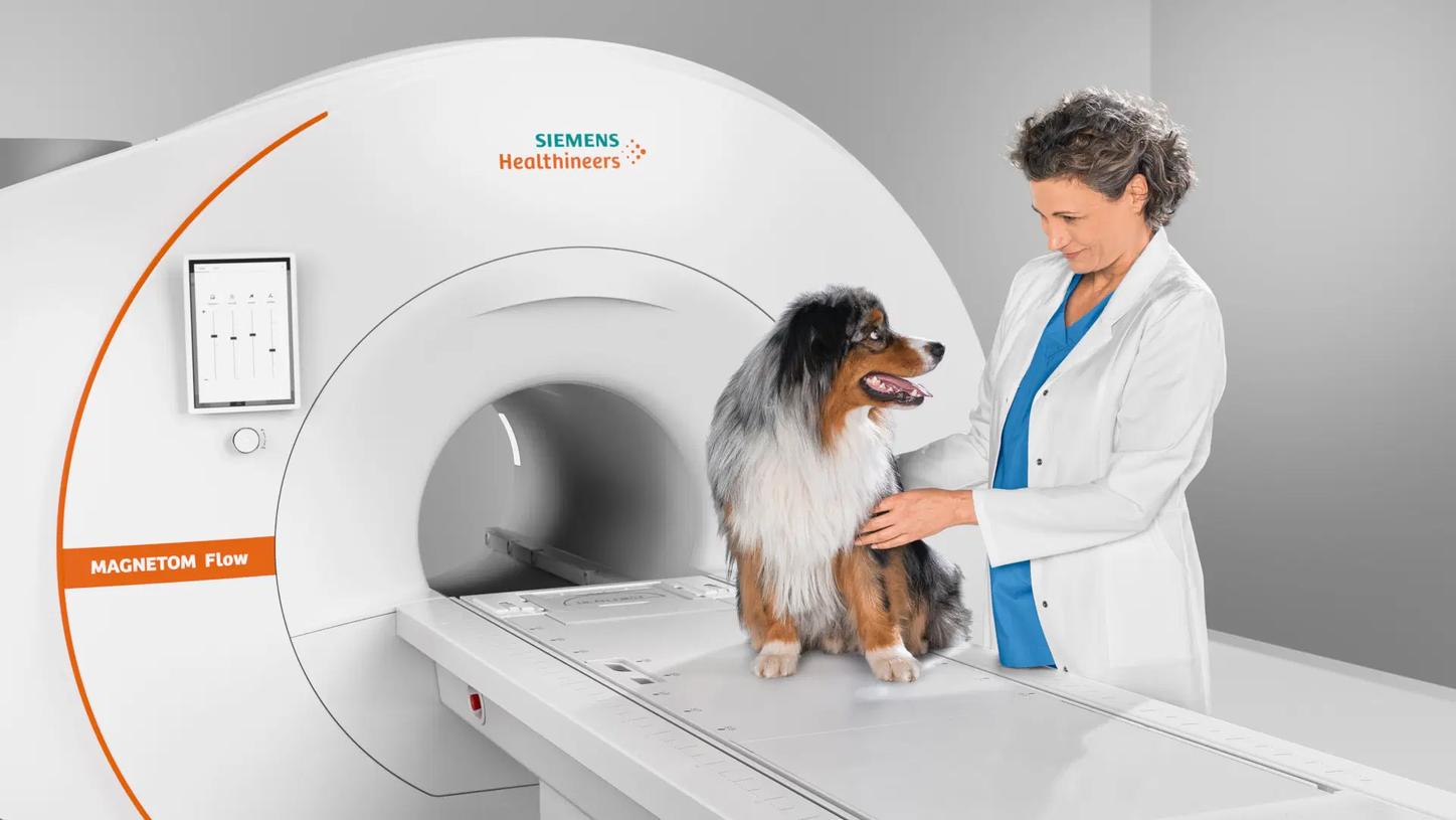 MAGNETOM Free.Max - Erstklassige Magnetresonanztomographie für Haustiere