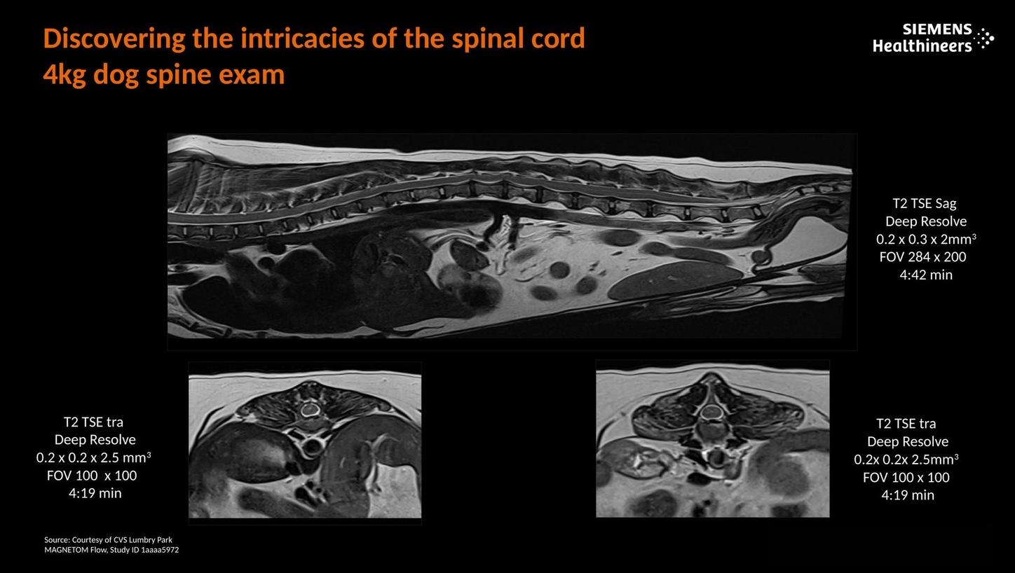 Discovering the intricacies of the spinal cord. 4kg dog spine exam.