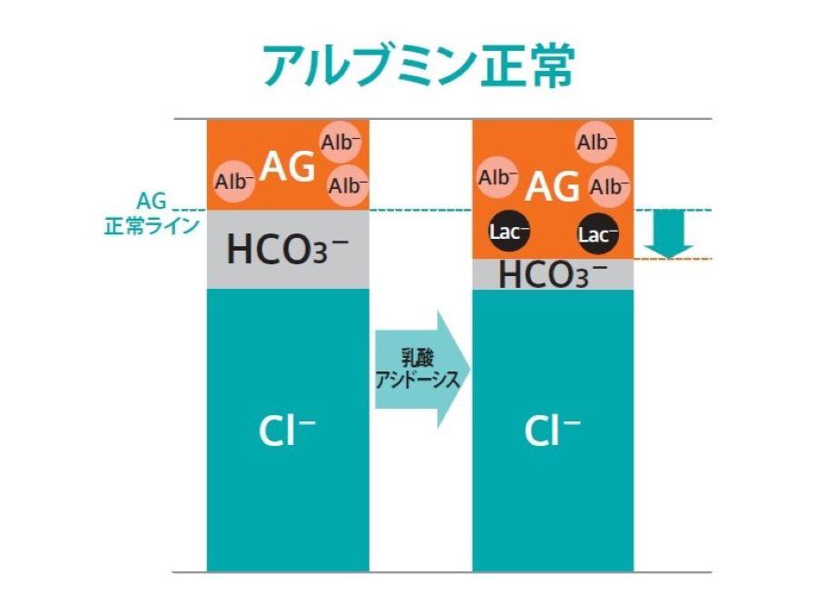 血液ガス分析かわら版⑧アルブミン正常