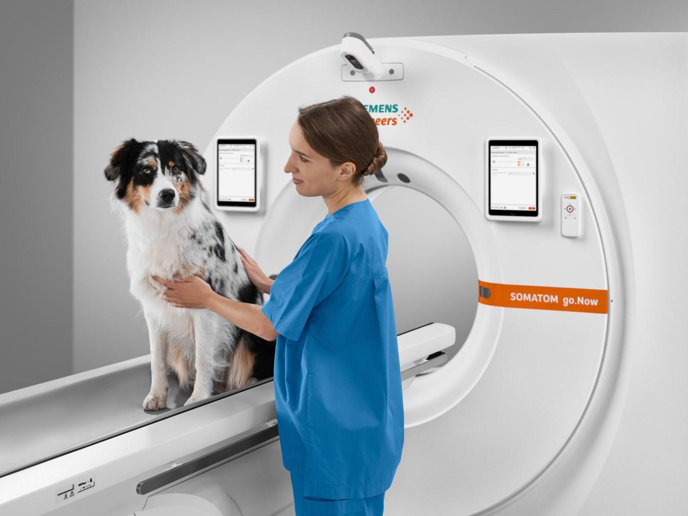 Veterinary medicine - CT