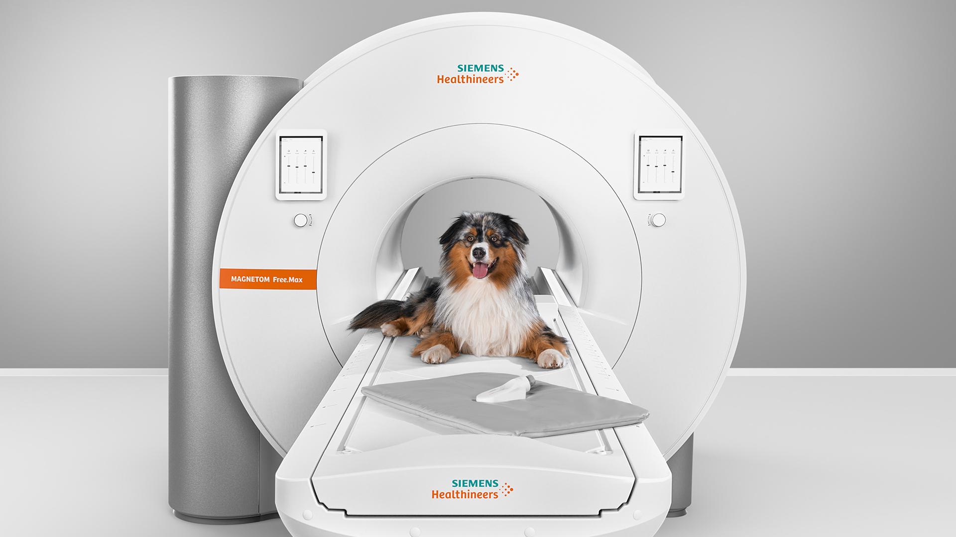 Veterinary in MRI - Siemens Healthineers