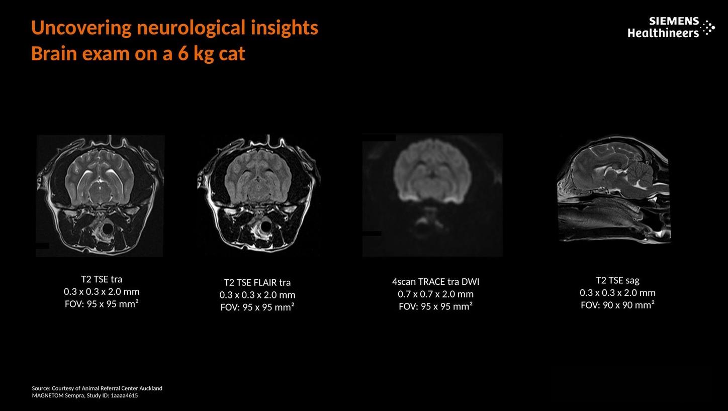 Uncovering neurological insights. Brain exam on a 6kg cat.