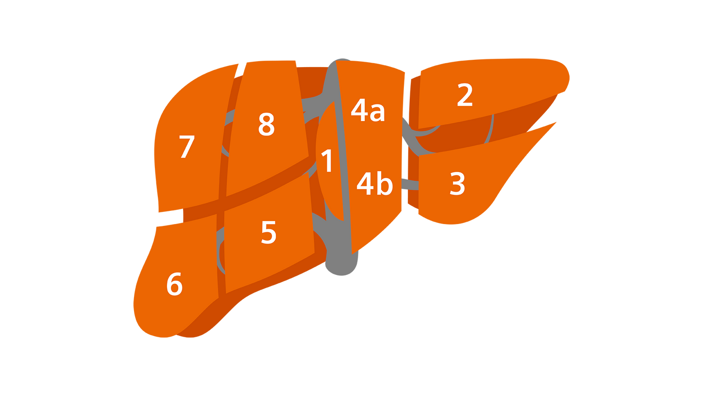 Darstellung der acht Lebersegmente