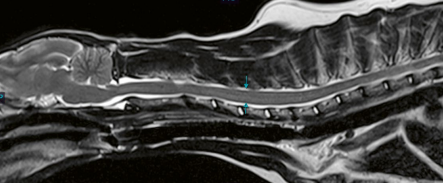 Vet imaging spine