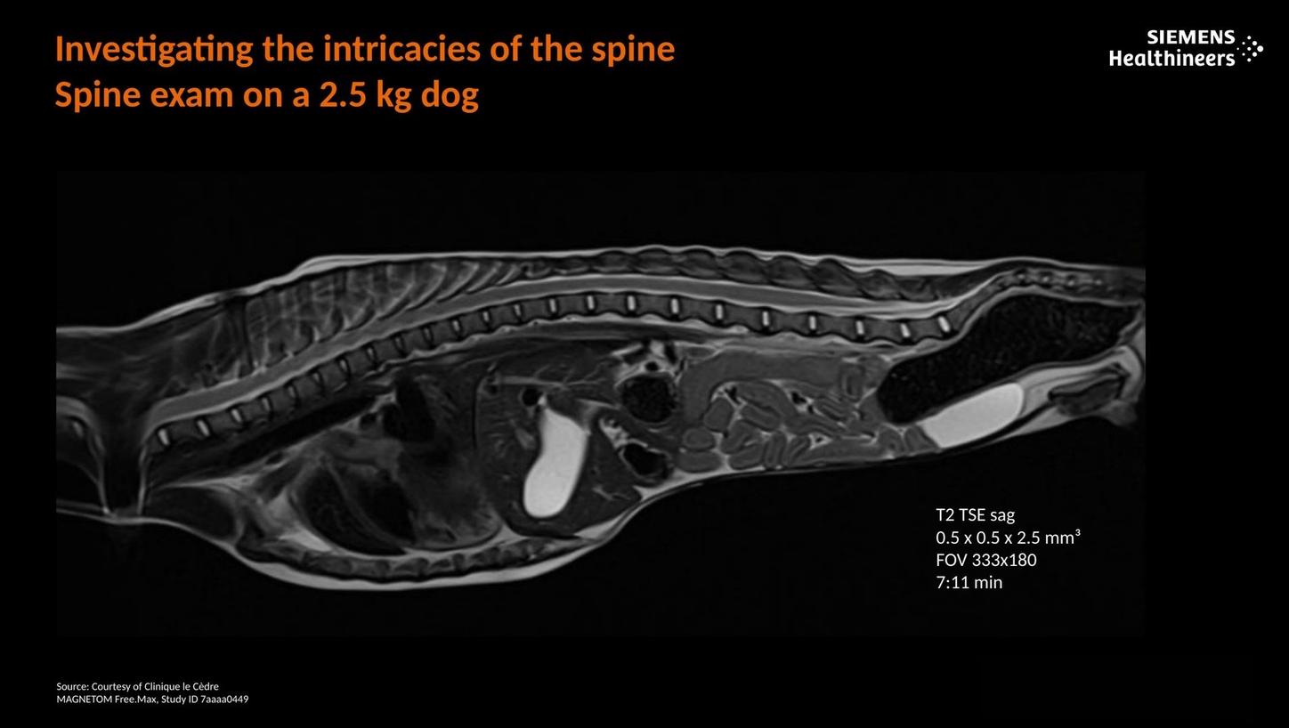 Investigating the intricacies of the spine. Spine exam on a 2.5kg dog.