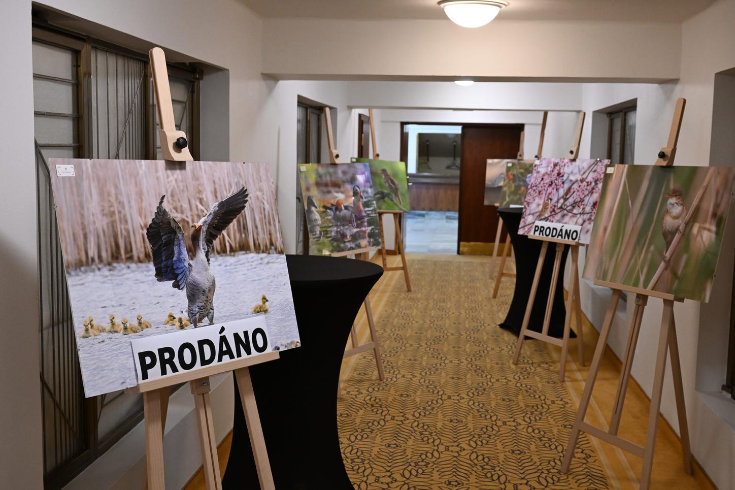 Menhir 2026 - prodej obrazů