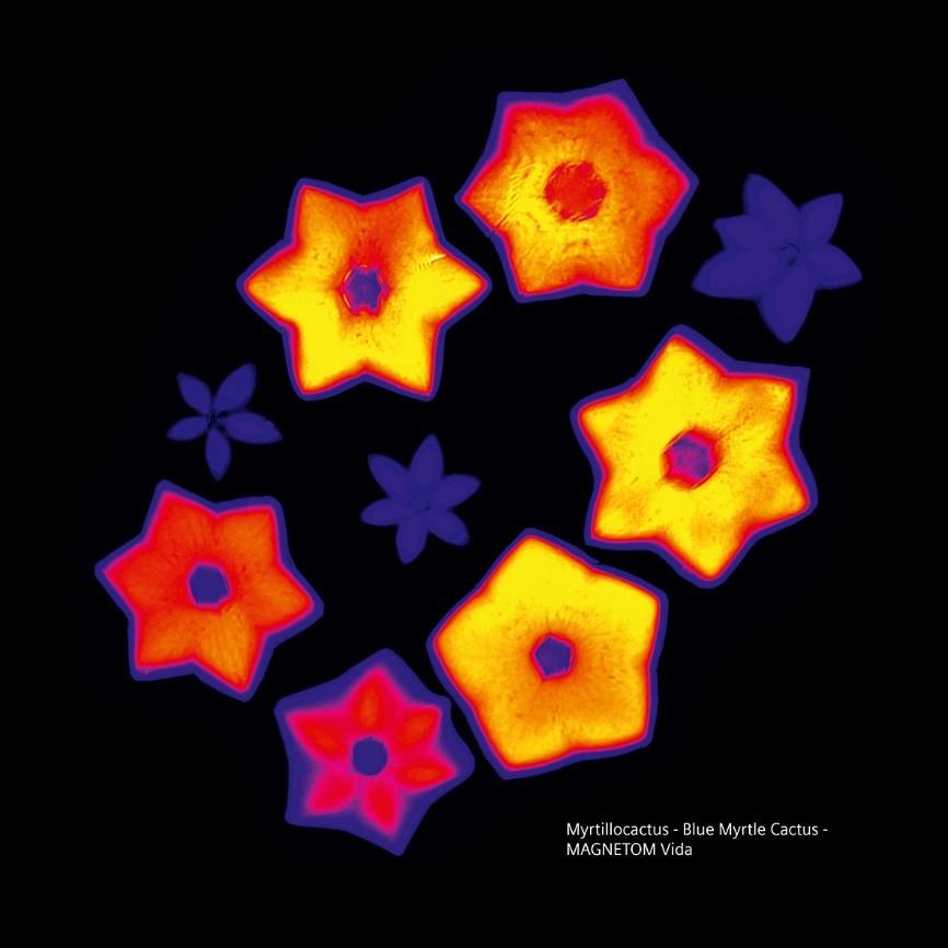 Siemens-healthineers_Magnetomworld_Cactus_Vida